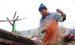 Ngư dân hối hả gỡ tấm lưới nặng trĩu cá, 'bỏ túi' tiền triệu mỗi ngày