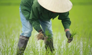 Ra Tết, bà con nông dân Nghệ An rộn ràng xuống đồng 