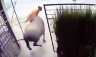 Trâu điên húc bà chủ gãy 4 xương sườn