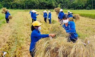 'Áo xanh' ra đồng giúp người dân gặt lúa chạy bão Côn Sơn