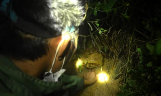 Độc chiêu dùng mắm tôm săn cua đá lúc nửa đêm kiếm tiền triệu