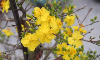 Mai vàng, đào bung nở 'đổ bộ' xuống phố chào Tết