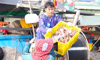 Giăng lưới săn ghẹ, ngư dân kiếm tiền triệu mỗi ngày