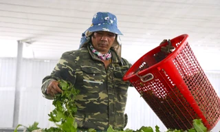 Bí quyết nuôi con 'khó chiều' của người dân ven sông