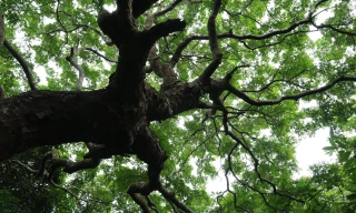 Cận cảnh rừng lim trăm tuổi giữa vựa lúa Nghệ An