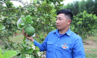 Mở trang trại thu hàng trăm triệu đồng