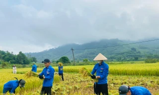 Công an, thanh niên đội nắng xuống đồng giúp người dân gặt lúa