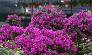 Phố hoa lớn nhất thành Vinh rực rỡ ngày đầu năm