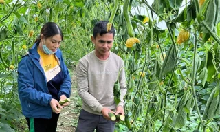  Xót xa nhìn 12.000 gốc bí sắp thu hoạch bị kẻ gian phá hoại