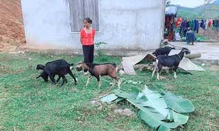 Trao sinh kế giúp nông dân thoát nghèo