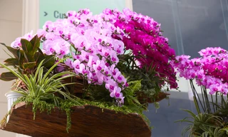 Lan hồ điệp 'ôm' gỗ lũa hút khách dịp Tết