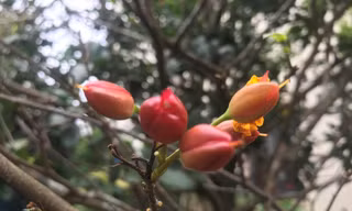 'Trang điểm' cho mai tứ quý giá hàng chục triệu đồng chờ khoe sắc dịp Tết