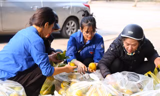 Bạn trẻ chung tay 'giải cứu' hàng tấn quýt đặc sản