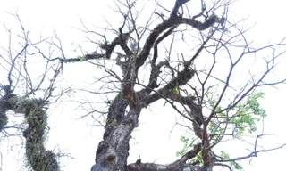 Cây lộc vừng rỗng gốc độc lạ, giá nửa tỷ đồng không bán