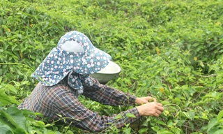 Nông dân thu nhập cao từ loại hoa có tên gọi xinh đẹp 