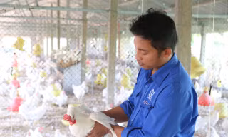 Chàng trai 8x nuôi gà siêu đẻ, mỗi năm lãi nửa tỉ đồng