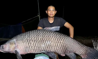 Cần thủ ở Nghệ An câu được trắm đen ‘khủng’ hơn 40kg