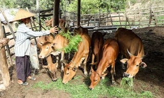 Đồng bào Mông ở Nghệ An thoát nghèo trên vùng đất khó