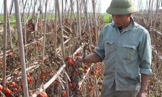 Người nông dân lại đau đáu điệp khúc “được mùa, mất giá”.