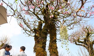 Cận cảnh đào cổ phủ đầy rêu giá 120 triệu, phải dùng cẩu mới vận chuyển được 