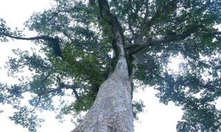 Vẻ đẹp kỳ thú ‘có một không hai’ của cây sui cổ thụ xứ Nghệ