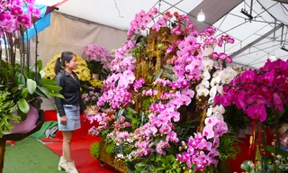 Tận thấy lan hồ điệp trên gỗ lũa đắt đỏ chưng Tết