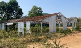 ‘Treo’ hơn 8 năm, dự án nhà máy tinh dầu 217 tỷ đồng ở Nghệ An giờ ra sao?