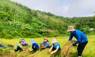 Lan tỏa sắc xanh tình nguyện sau mưa lũ