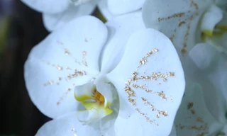 Lan trắng dát vàng, đào Thất Thốn gây ‘sốt’ dịp cận Tết