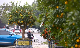 Chanh vàng tứ quý, quýt cảnh ‘đổ bộ’ xuống phố chơi Tết