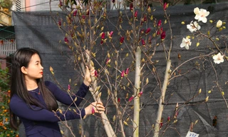 Loại hoa có thân như củi khô, giá hàng triệu đồng được săn lùng chơi Tết