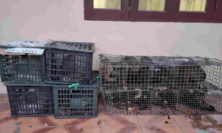 Phát hiện xe giường nằm chở 17 cá thể cầy hương và nhím không rõ nguồn gốc