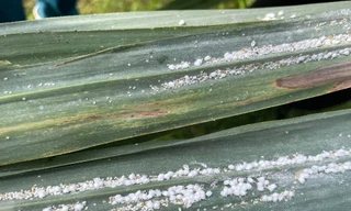 Rệp xơ bông trắng hoành hành vùng mía trọng điểm ở Nghệ An