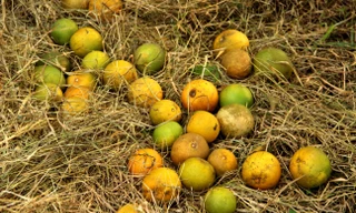 Xót xa đặc sản cam Vinh rụng vàng gốc