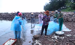 Tung lưới gần bờ, ngư dân trúng đậm cá trích, gỡ mỏi tay