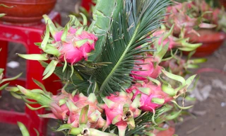 Thanh long uốn rồng độc lạ dịp Tết Giáp Thìn