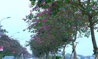 Hoa ban khoe sắc khắp nẻo đường xứ Nghệ