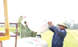 Kiếm tiền triệu mỗi ngày nhờ công việc ‘ăn theo’ mùa gặt