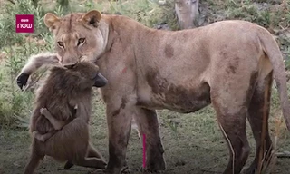 Kỳ lạ sư tử tận tình chăm sóc khỉ con sau khi giết khỉ mẹ