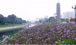 Đường ven sông Tô Lịch đẹp nên thơ, ngập sắc tím hoa dạ yến thảo