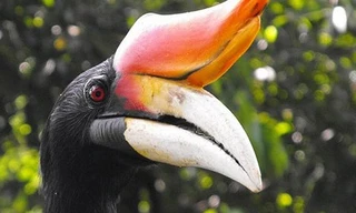 Cận cảnh loài chim Hồng hoàng quý hiếm ở Hà Nội