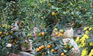 Chiêm ngưỡng lợn cõng quất bonsai 10 triệu đồng sắp ra thị trường Tết