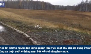 Chú chó nhỏ bị bỏ rơi đứng chờ chủ ở trạm xe buýt suốt 6 tháng