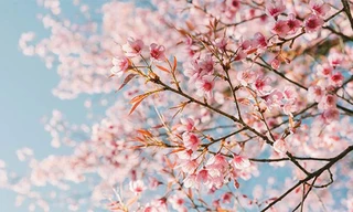 Vì sao 'bão quái vật' lại khiến hoa anh đào ở Nhật Bản nở sớm 6 tháng