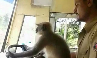 Tài xế Ấn Độ để khỉ lái xe bus khiến hành khách “sốc“