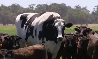 Chú bò cao gần 2 mét không phải vào lò mổ vì ... quá khổ