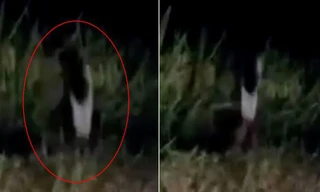 Sinh vật bí ẩn nghi 'bóng ma một chân’ huyền thoại lọt vào camera