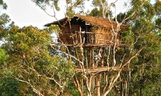 Bộ tộc sống trên cây duy nhất trên trái đất