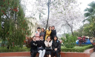 Sinh viên 'phát sốt' với hoa ban bung nở khắp sân trường