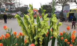 Hội chợ hoa xuân Mậu Tuất 2018: Độc đáo hoa lay ơn xanh